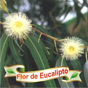 flor eucalipto